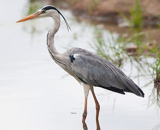 Grey Heron Skukuza